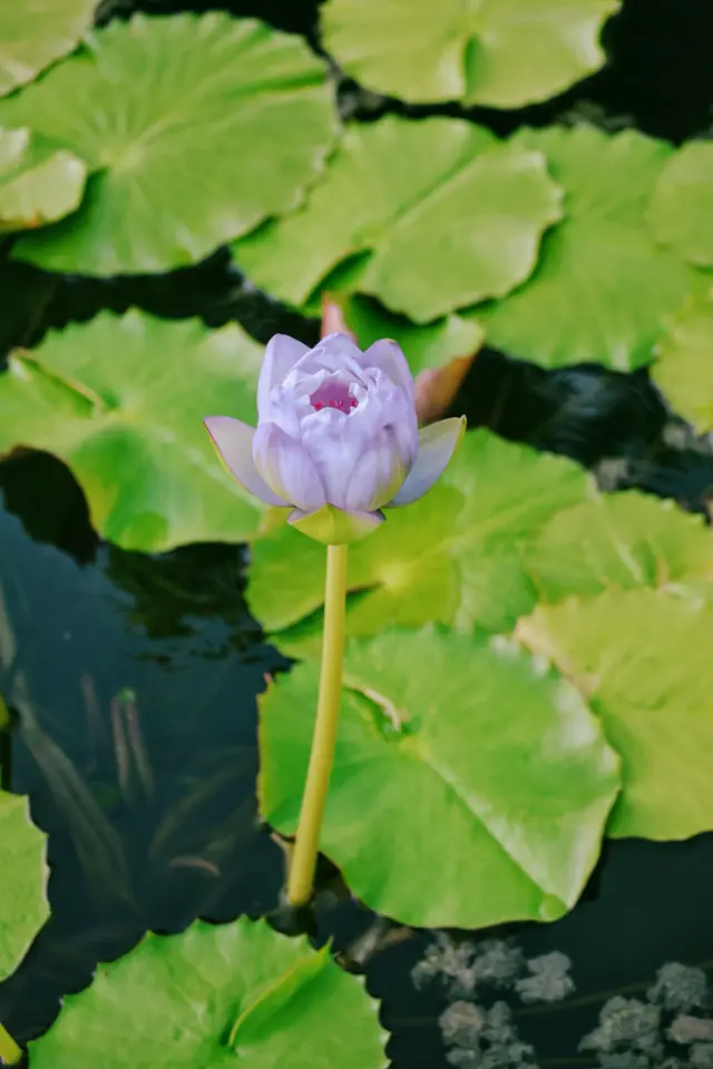 A lotus flower among lily pads