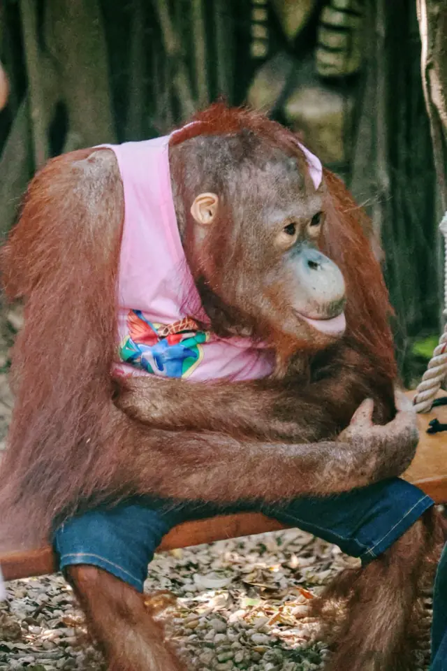 An orangutan in a pink shirt